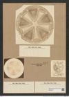 Actinoptychus heliopelta Grun. (de-Toni-Nr.: Genus 227, Species 5538) Zeichnungen Sammlung Grunow Nr. 9571 (NHMW-BOT-W0379379)